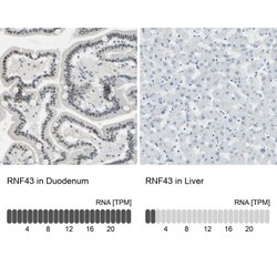RNF43 Antibody, Novus Biologicals 0.1mL; Unlabeled:Antibodies, Polyclonal